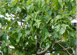 ficus-carica-violette-feigen-feigenbaeume (3)